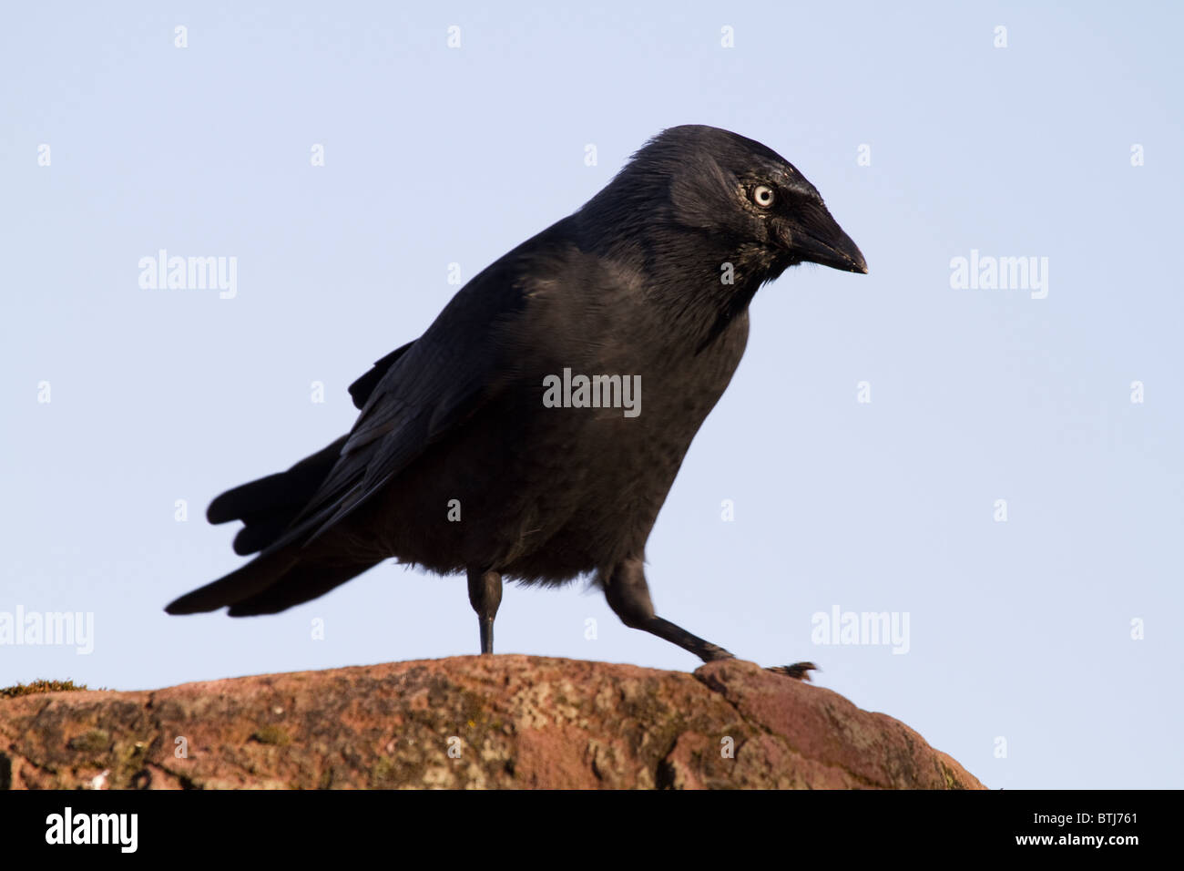 Crow appollaiato su un ceppo di albero da vicino Foto Stock