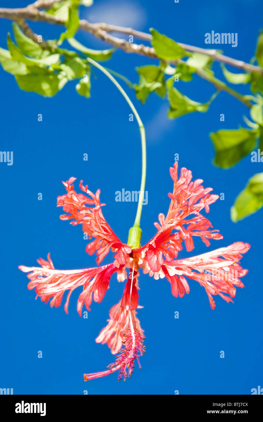 Hibiscus schizopetalus o giapponese lanterna Fiore fotografato dal di sotto. Foto Stock