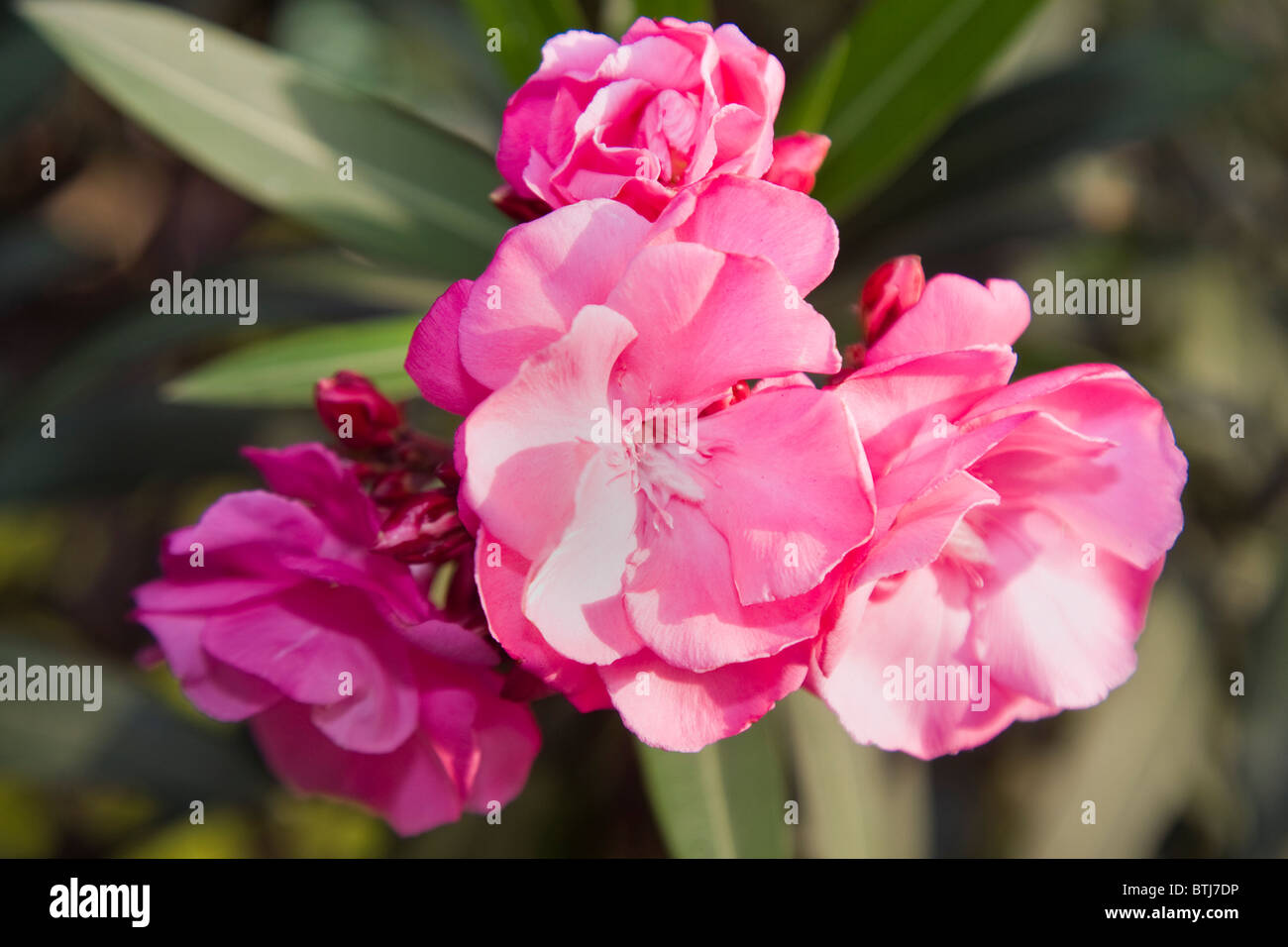 Nerium oleander Foto Stock