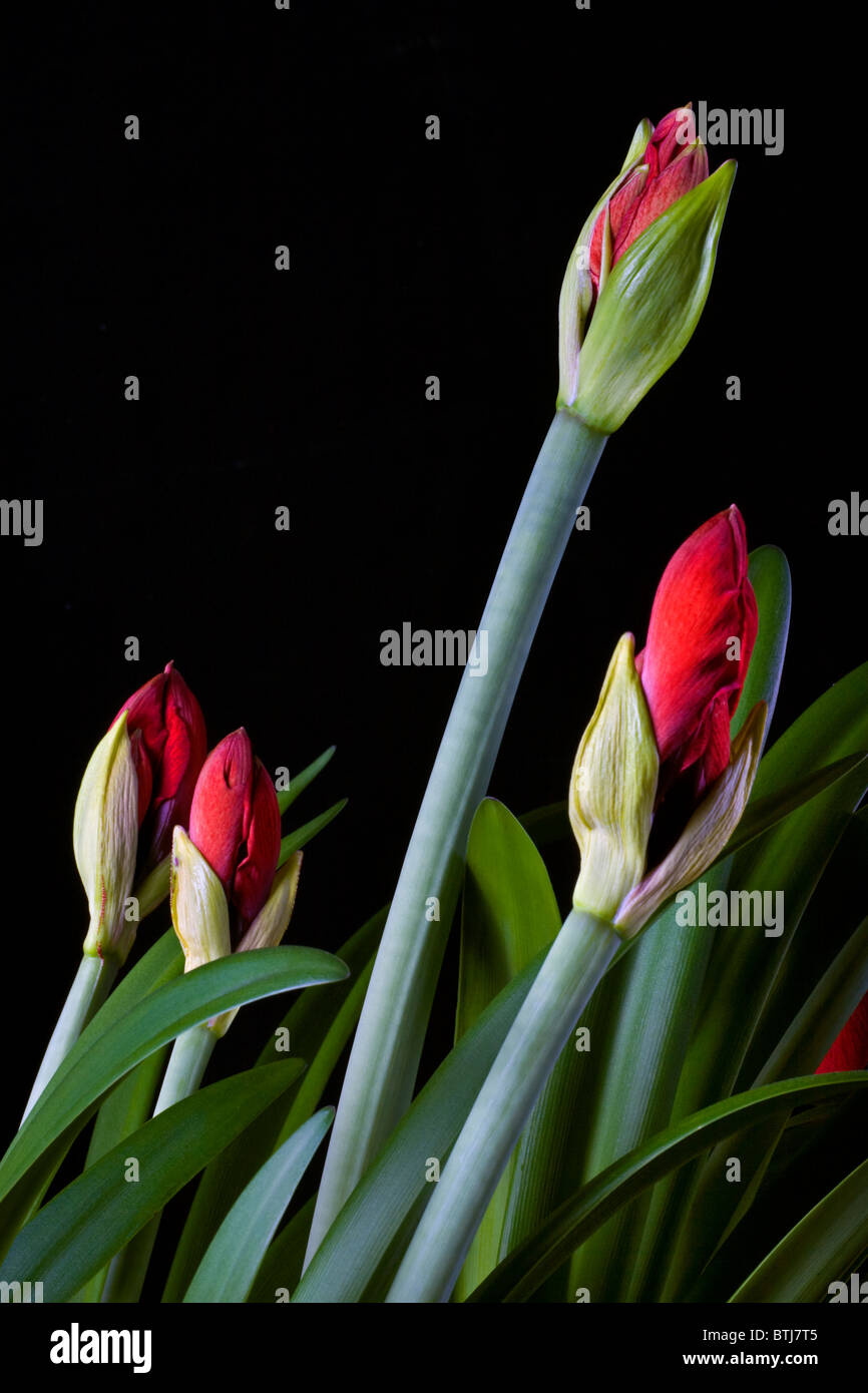 AMARYLLIS fiori in bud forma (Amaryllis Belladona) Foto Stock