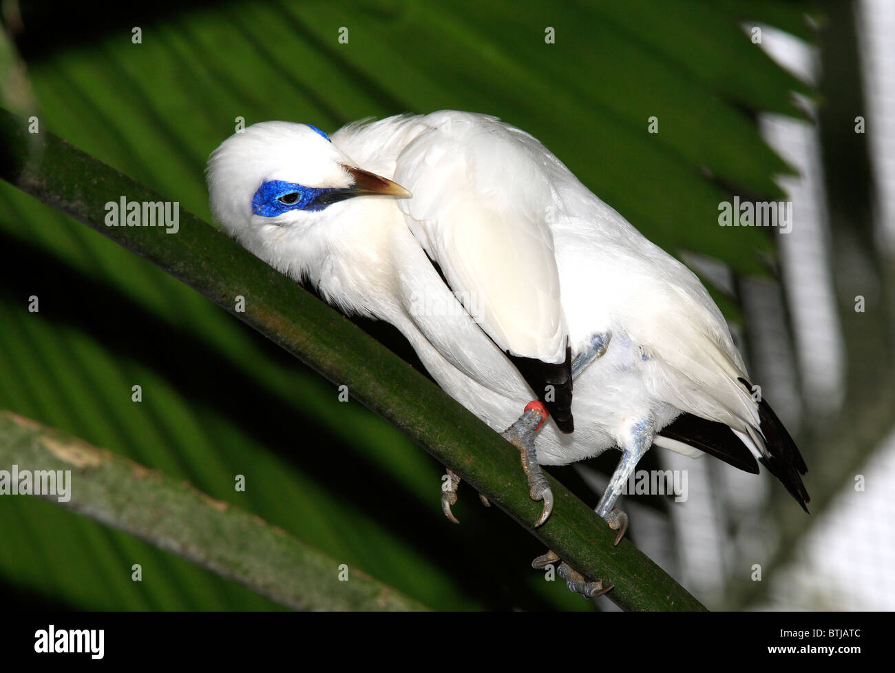 Il Bali Starling, Leucopsar rothschildi, noto anche come il Bali Mynah è endemica per l'isola di Bali. Foto Stock