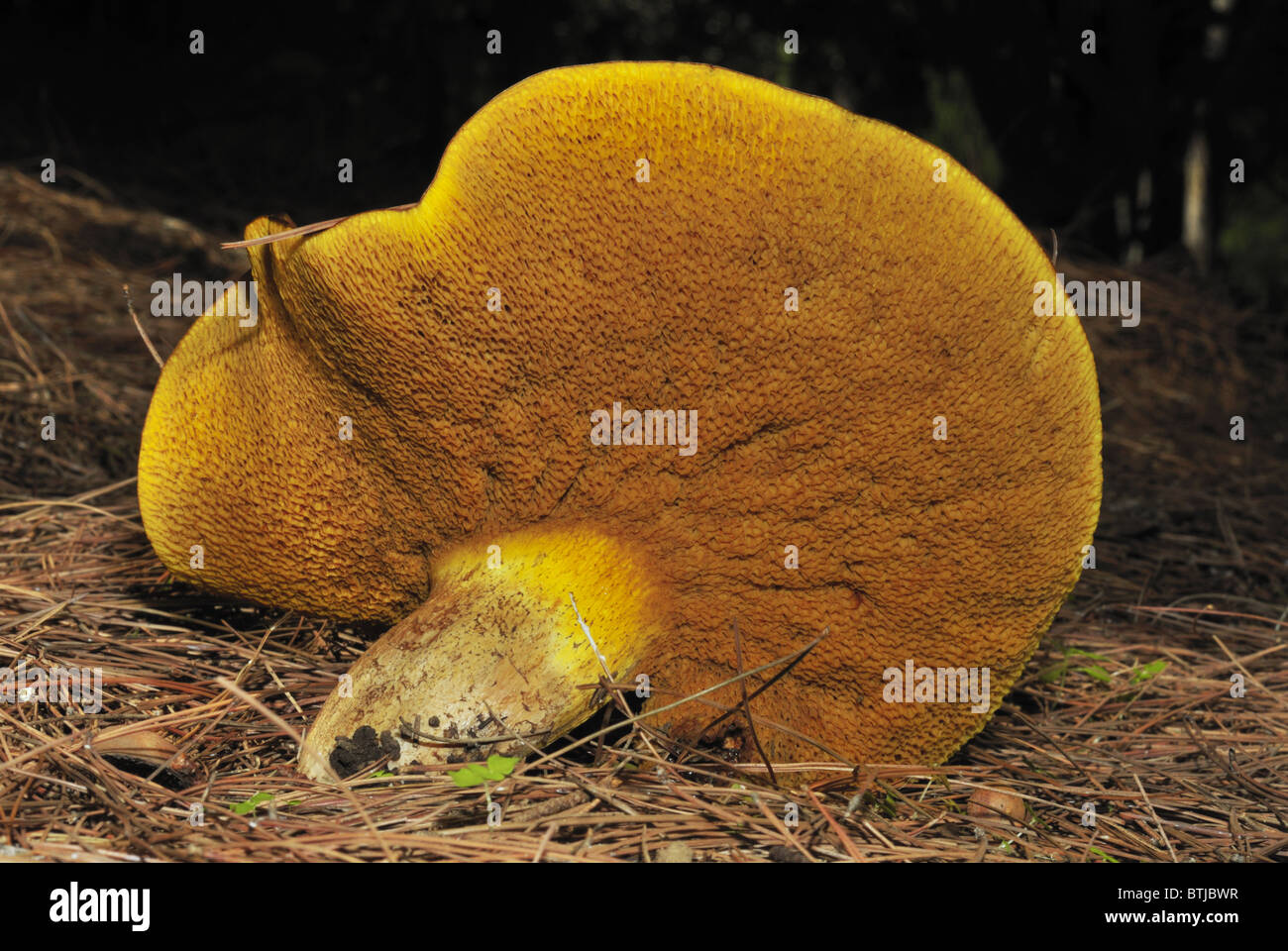 Boletus elegans Foto Stock