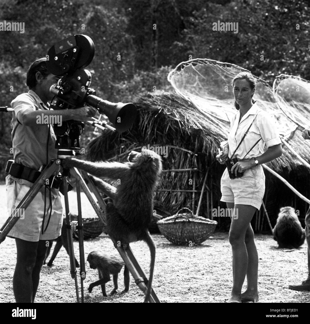 JANE GOODALL, behaviorist animale, guarda su mentre suo marito, il Barone Hugo van Lawick, spara un close-up di un giocoso primate.UNDA Foto Stock