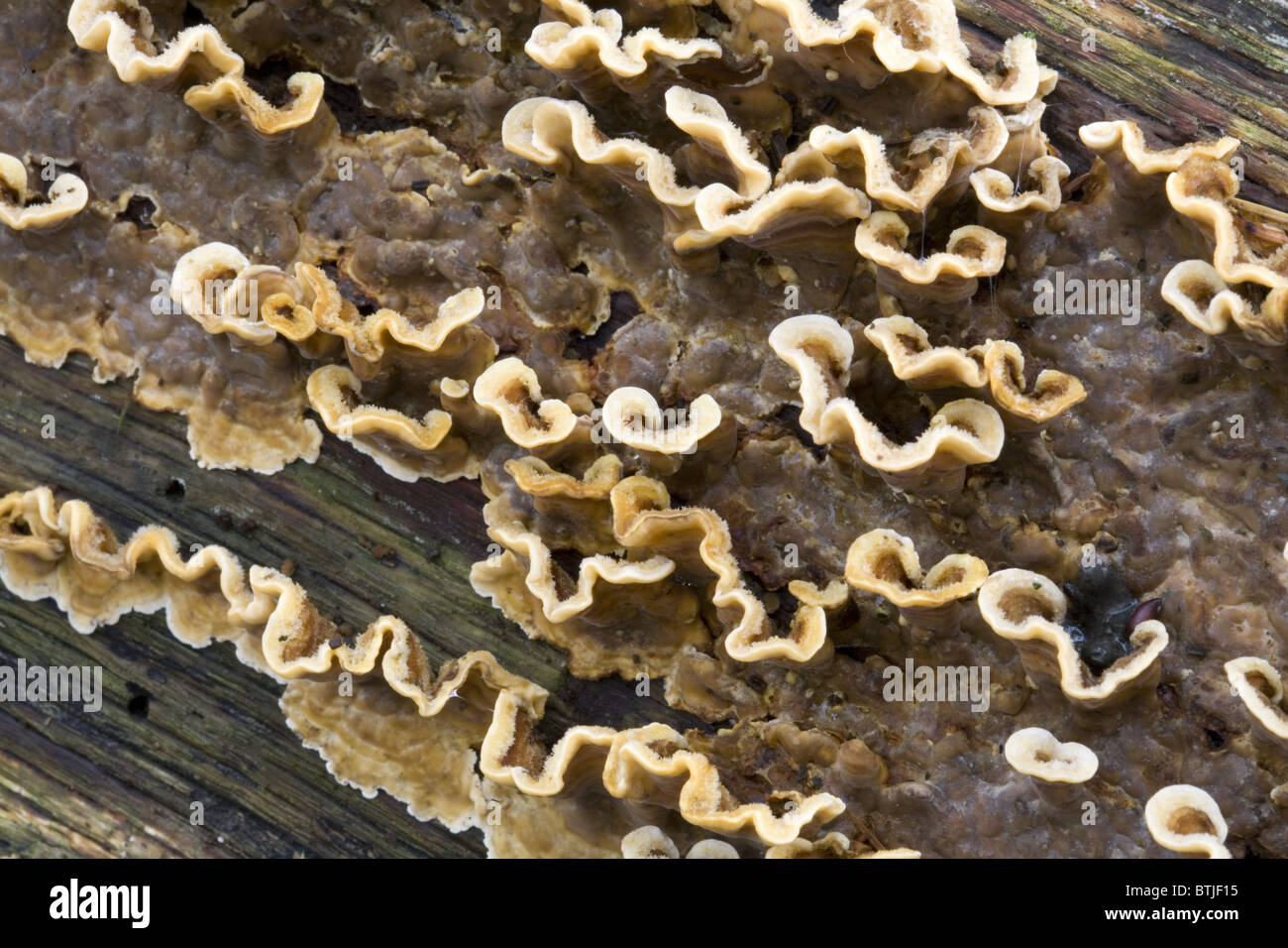 Fungo Stereum Peloso (Stereum hirsutum) su un decadimento tronco, Paesi Bassi Foto Stock
