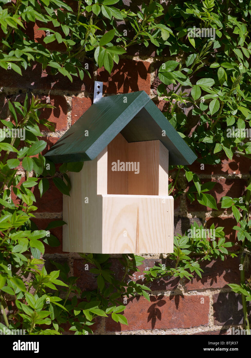 Robin casella di nesting Foto Stock