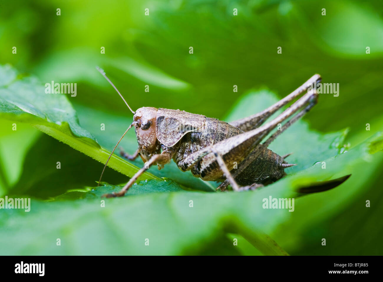 Dark bush cricket (Pholidoptera griseoaptera) Foto Stock