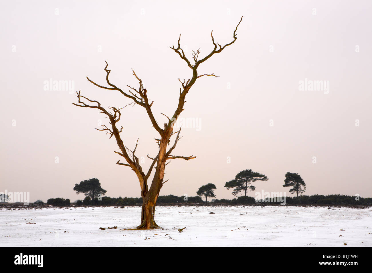 Unico albero si fermò in una coperta di neve paesaggio aperto, scena invernale, la nuova foresta, Hampshire, Inghilterra, Regno Unito Foto Stock