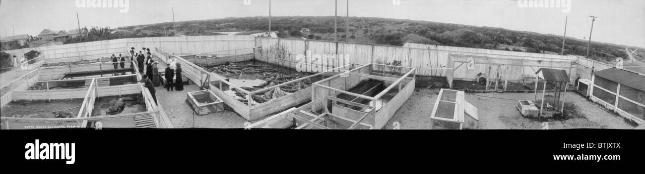 Fattoria di alligatore, South Beach, Florida, 1910. Foto Stock