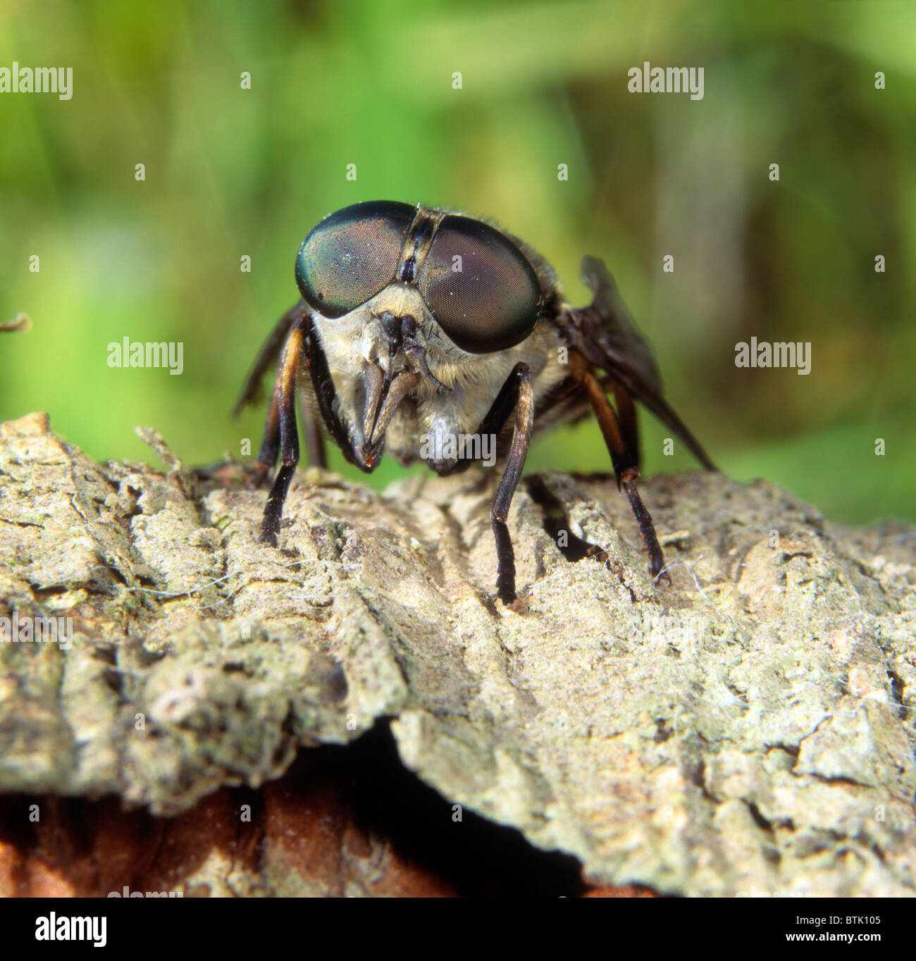 Il Gigante scuro Horsefly (Tabanus sudeticus) sulla corteccia. Foto Stock