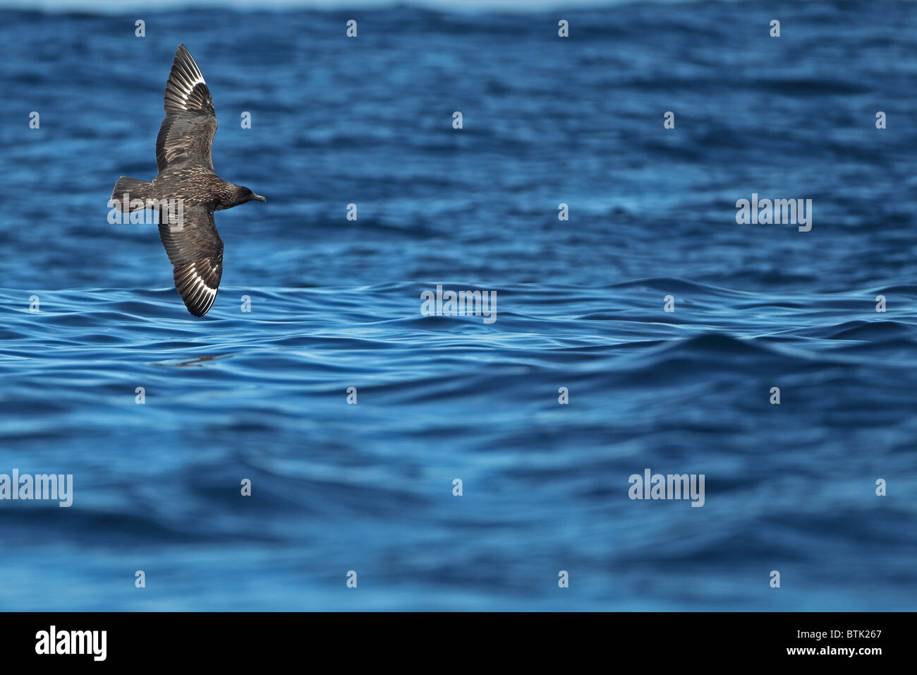 Grande Skua (Catharacta skua) Foto Stock