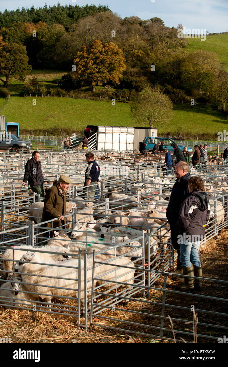 Penned gli agnelli e le pecore di essere venduto in un allevamento mercato mart, Lovesgrove vicino a Aberystwyth, Galles Ceredigion REGNO UNITO Foto Stock