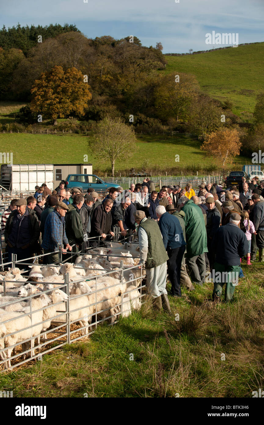 Gli agricoltori di ispezionare gli agnelli e le pecore di essere venduto in un allevamento mercato mart, Lovesgrove vicino a Aberystwyth, Galles Ceredigion REGNO UNITO Foto Stock