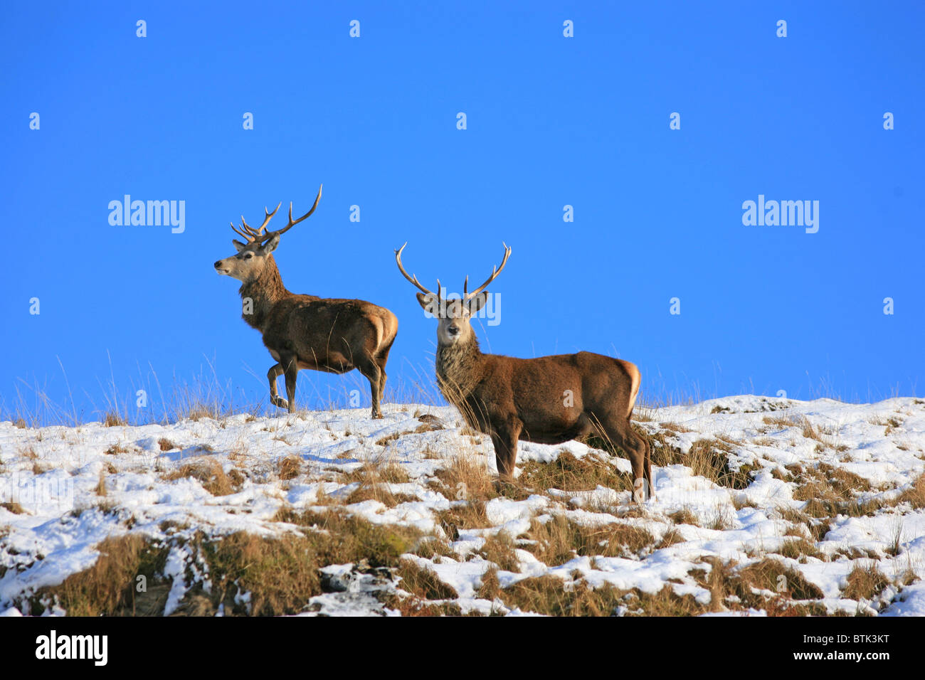 Cervi Cervi nella neve (cervus elaphus) Foto Stock