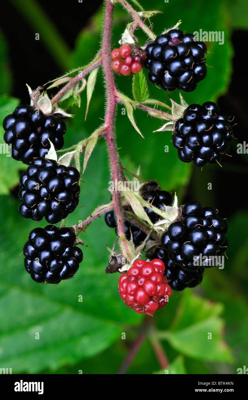 Rosso e nero di more in autunno. Dorset, Regno Unito Ottobre 2010 Foto Stock