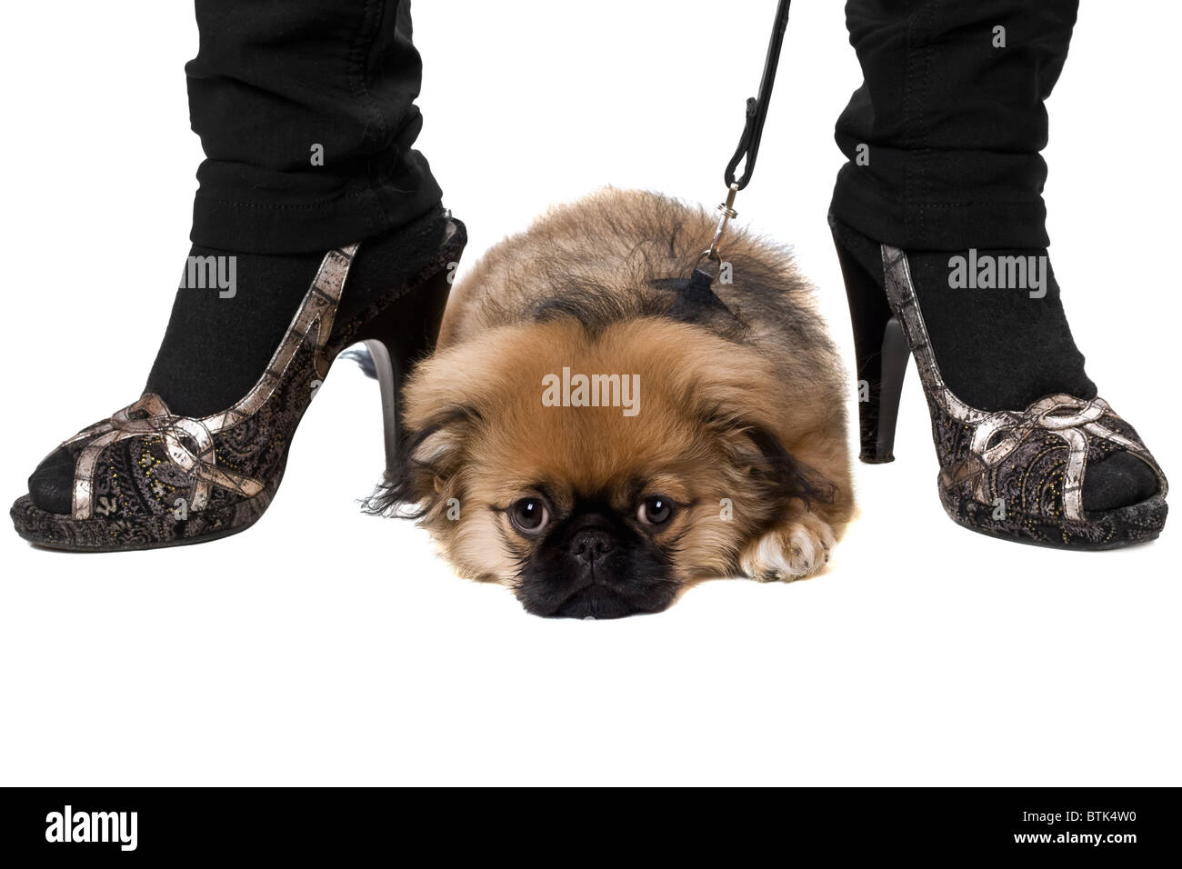 Stanco pekinese cucciolo Foto Stock