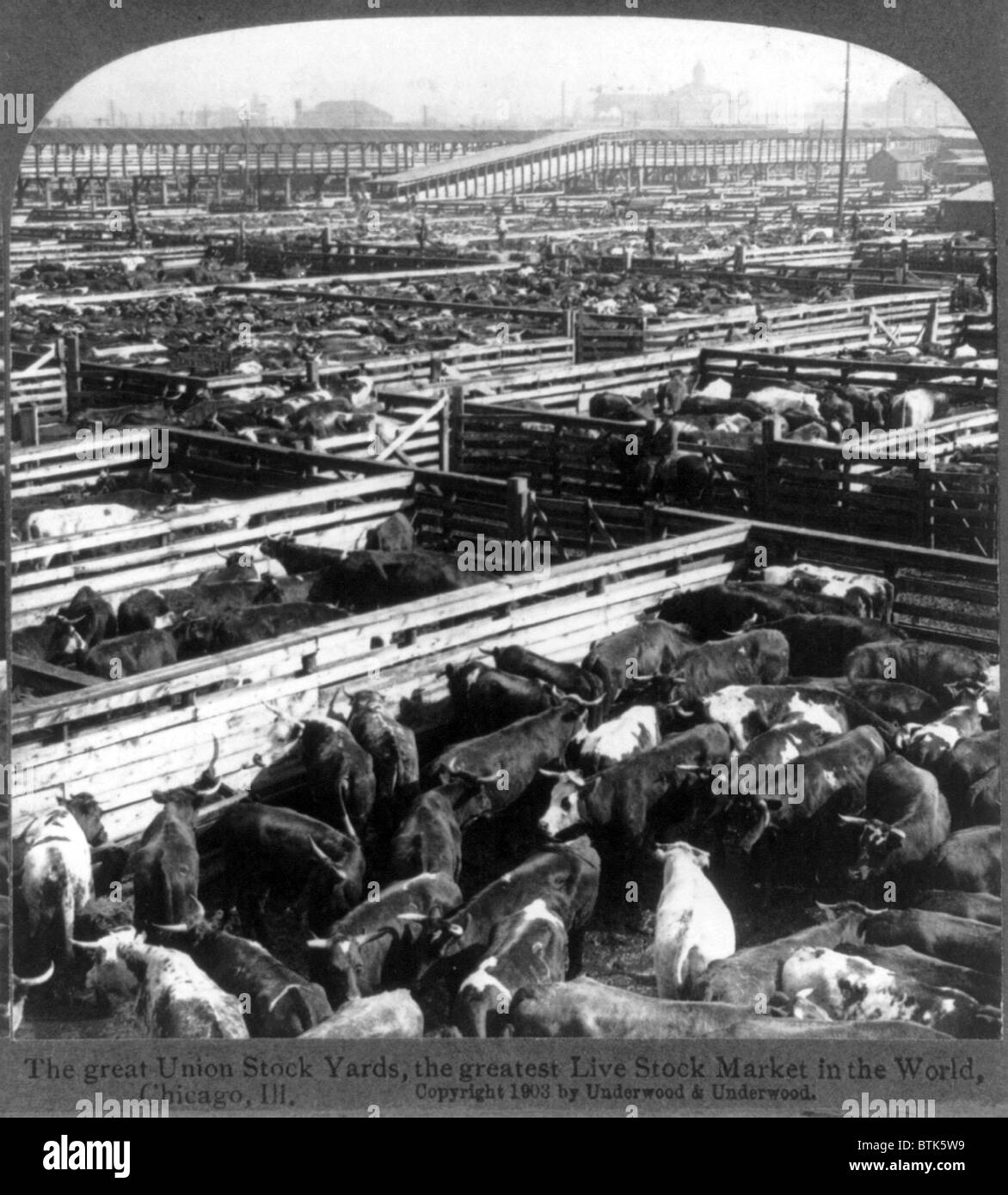 In scena la grande unione Stockyards, Chicago, Ill. Stereocard, ca. 1900 Foto Stock