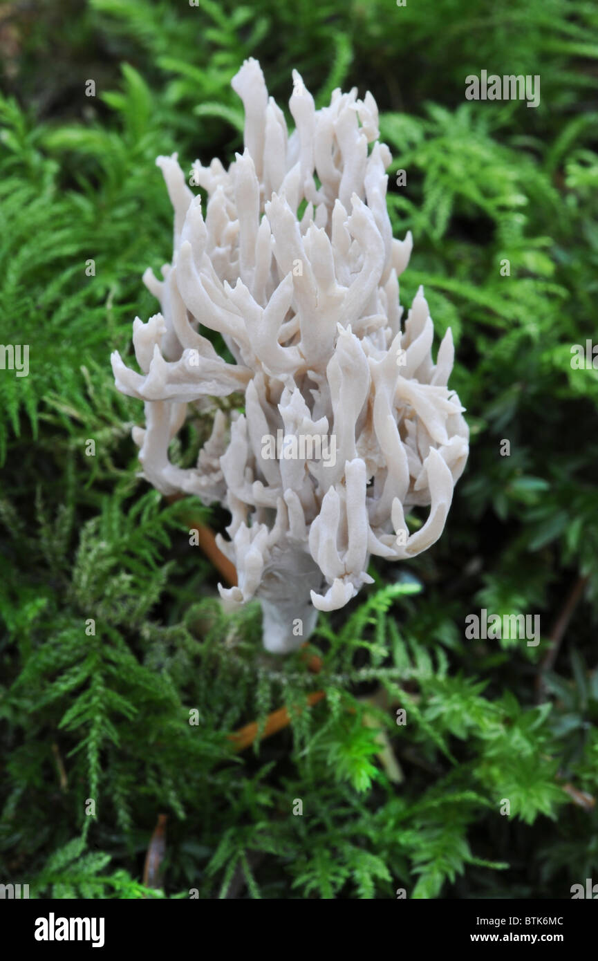 Corallo bianco fungo o crested coral fungo (Clavulina cristata) corpo fruttifero di legno Bacton Witton Norfolk Inghilterra Europa Ottobre Foto Stock