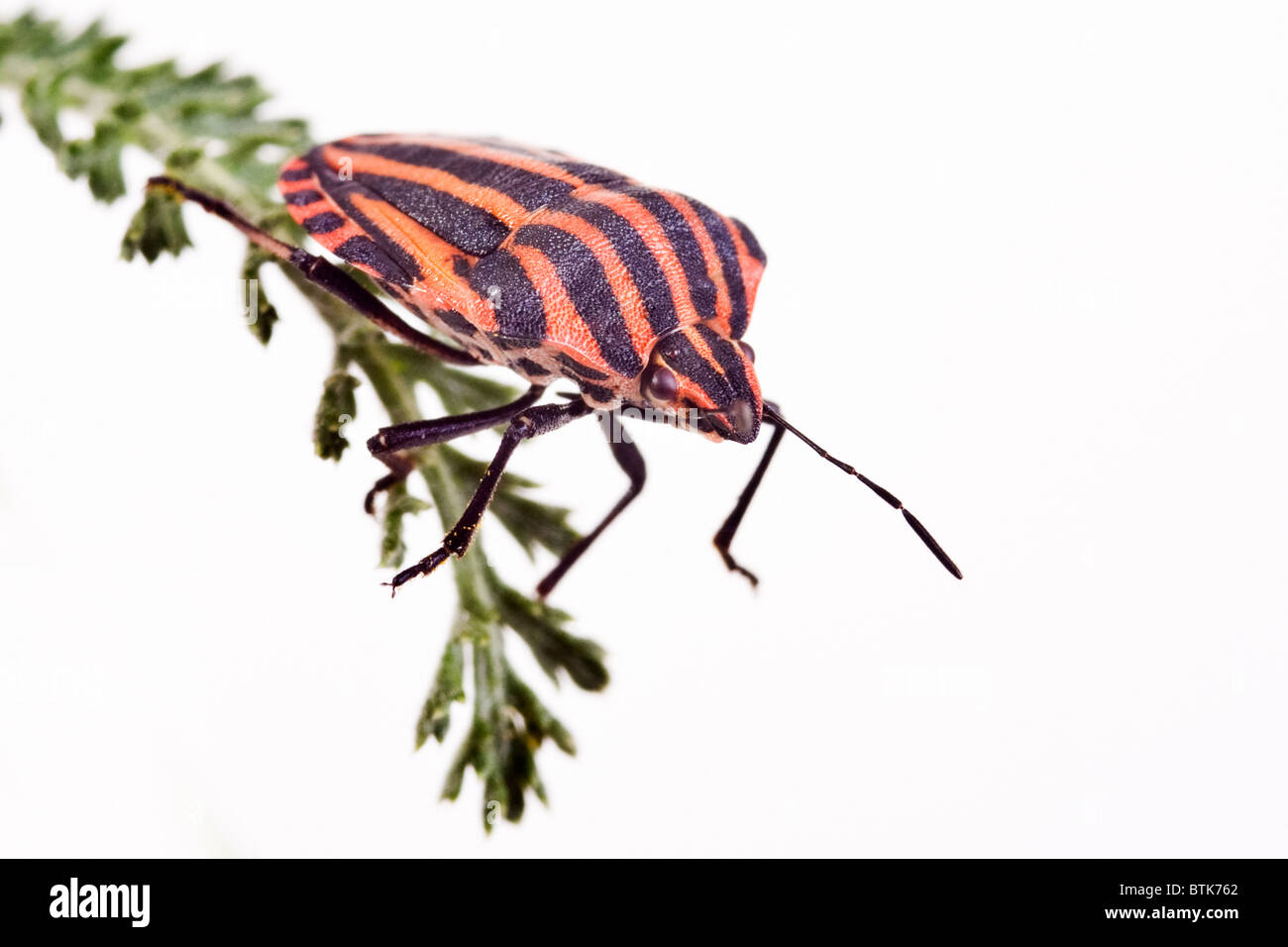 Striped stink bug (Graphosoma lineatum) Foto Stock