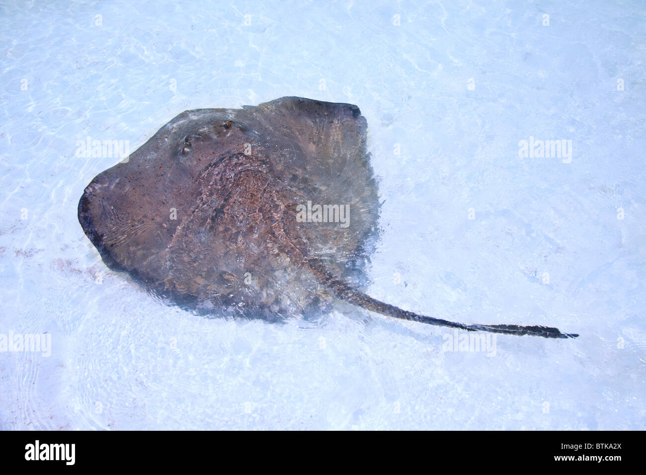 Stingray in un fondale basso Foto Stock