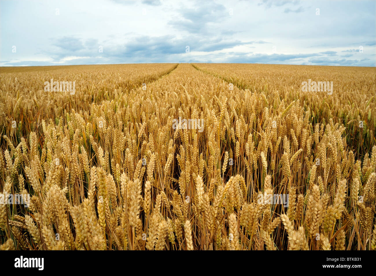 WHEATFIELD O UN CAMPO DI GRANO IN CRESCITA Foto Stock