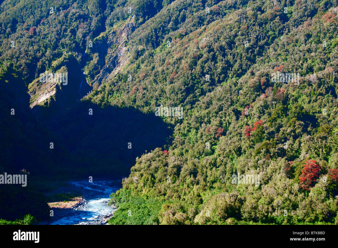 Rata alberi,Waiho Fiume,vicino a Franz Josef,Westland National Park,Isola del Sud,Nuova Zelanda Foto Stock