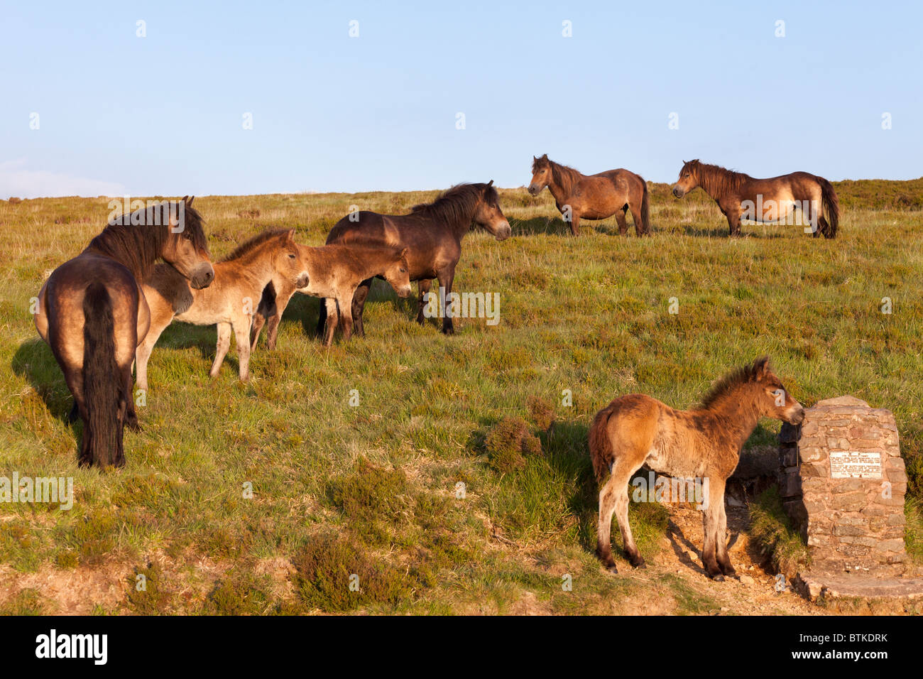 Exmoor pony godendo la luce della sera su Stoke Pero comune, Somerset Foto Stock