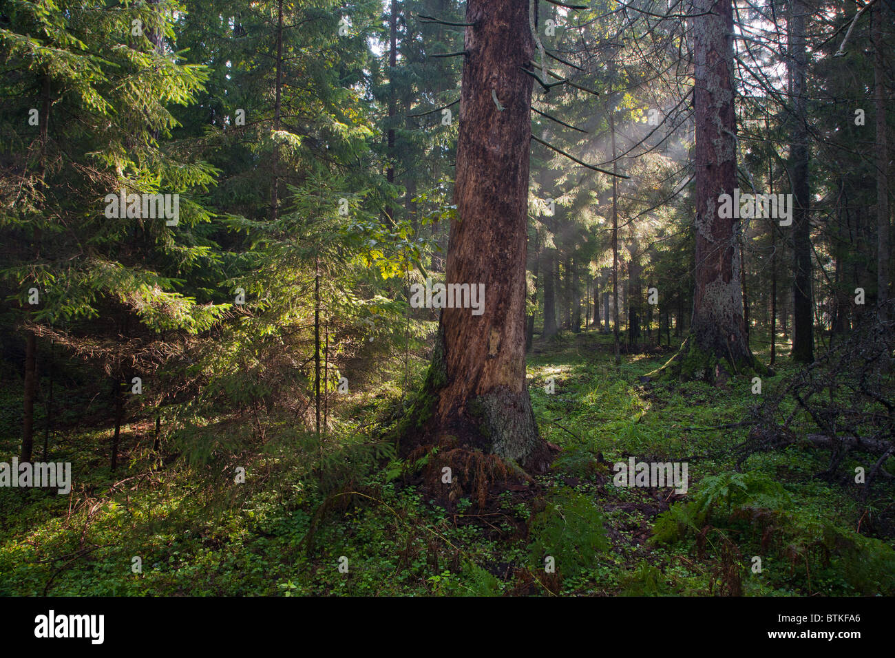 Mattina autunnale con raggi solari entrando in foresta tra morti di abeti ancora in piedi e quelli giovani sulla sinistra Foto Stock