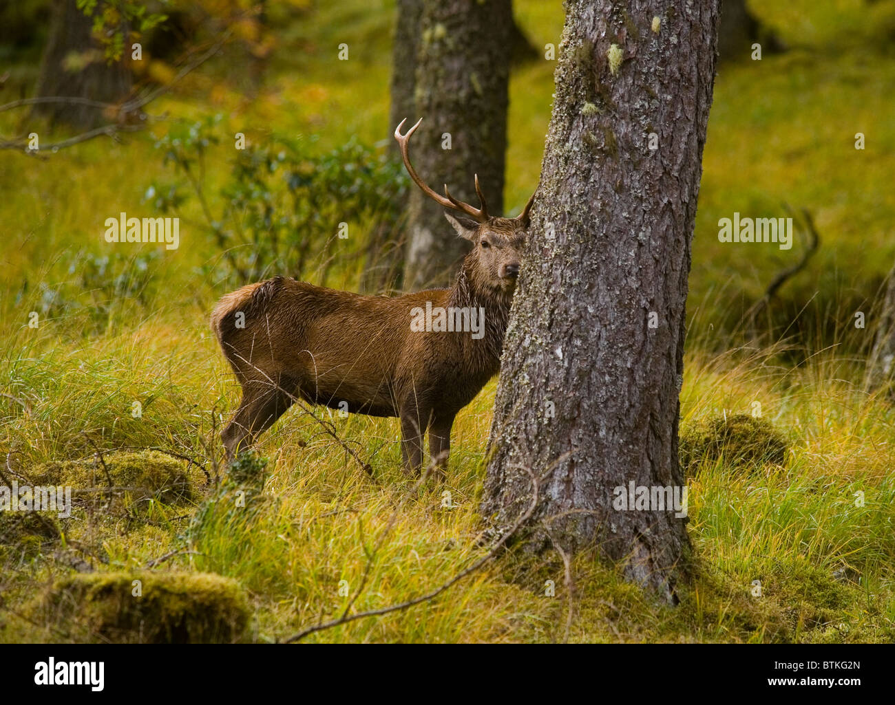 Wild Red Deer Stag proteggendo la sua femmine in Glen Etive che corre off da Glen Coe negli altopiani di Argyll in Scozia. Su Foto Stock