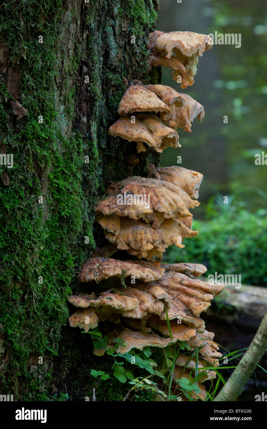 Ripiano di zolfo funghi closeup su albero di quercia Foto Stock