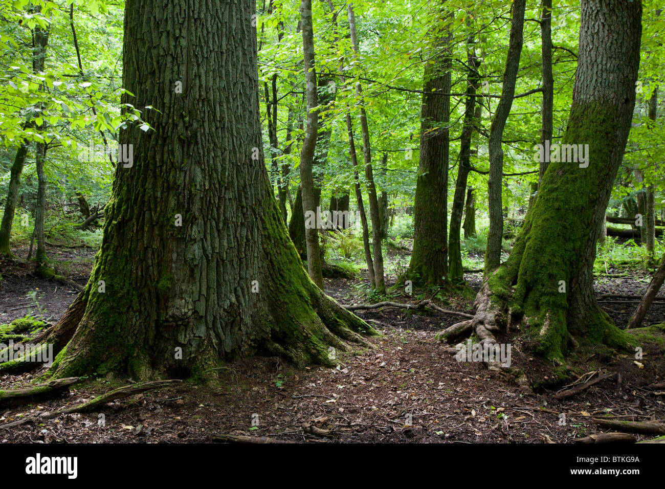 Nella tarda estate del paesaggio forestale di stand di latifoglie strettamente la protezione della natura area di Bialowieza National Park Foto Stock