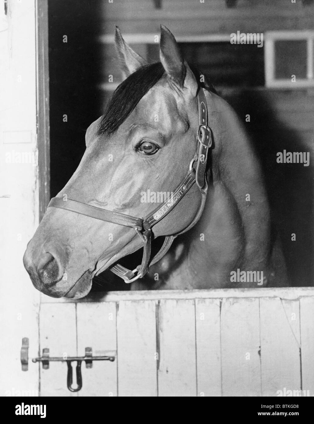 Seabiscuit (1933-1947), nel suo stallo a Belmont Park, 27 maggio, 1938. Due pellicole sono state basate sul cavallo della storia: LA STORIA DI SEABISCUIT (1949), e SEABISCUIT(2003). Foto Stock