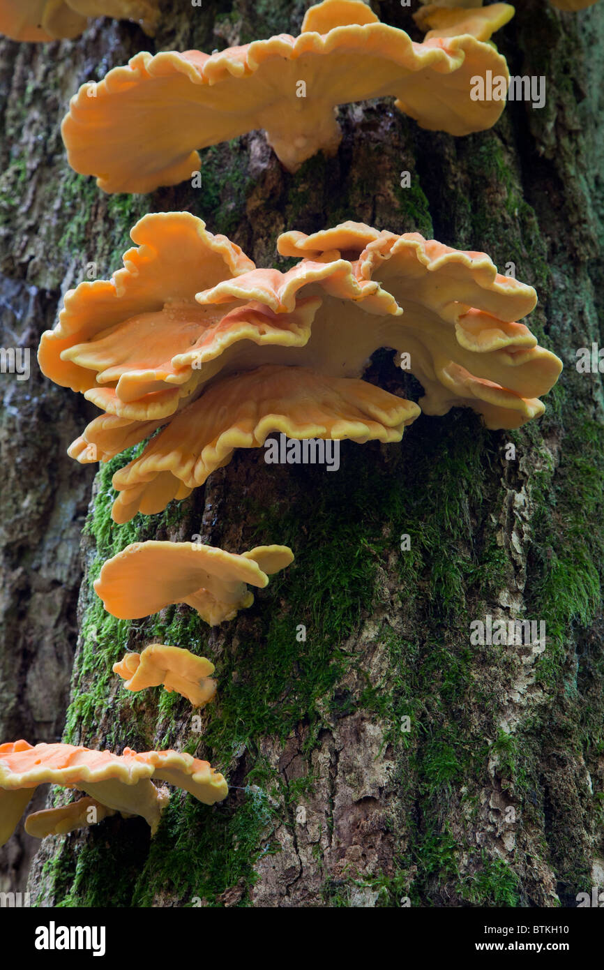 Ripiano di zolfo funghi closeup su albero di quercia Foto Stock