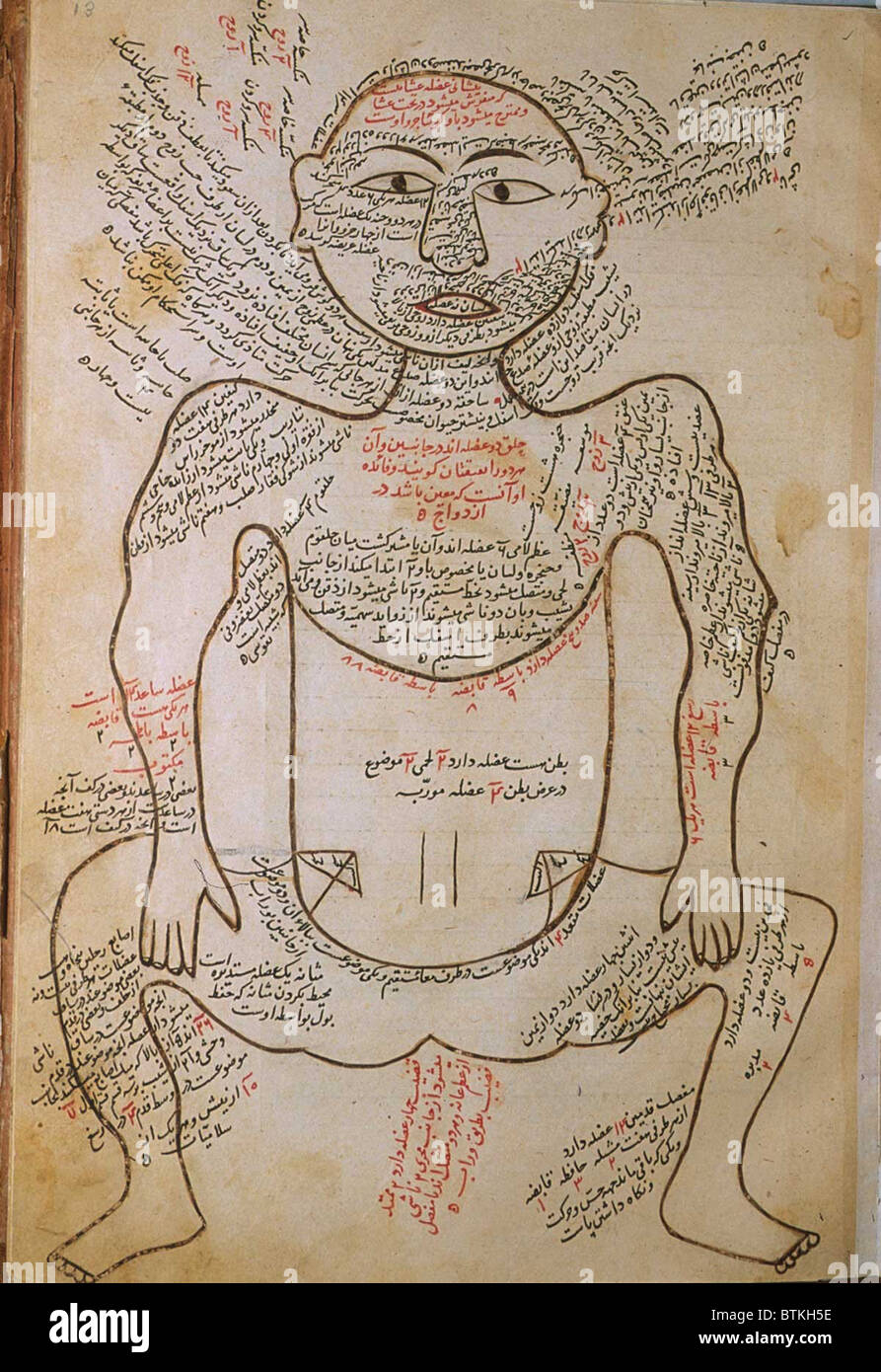 La muscolatura umana, da MANSUR'S ANATOMY, creato dal persiano di studioso e di medico, Mansur ibn Ilyas (ca. 1370-1423). La figura è mostrata frontalmente, con estese arabo le didascalie che descrivono i muscoli. Ca. Xv o inizio del XVI secolo. Foto Stock