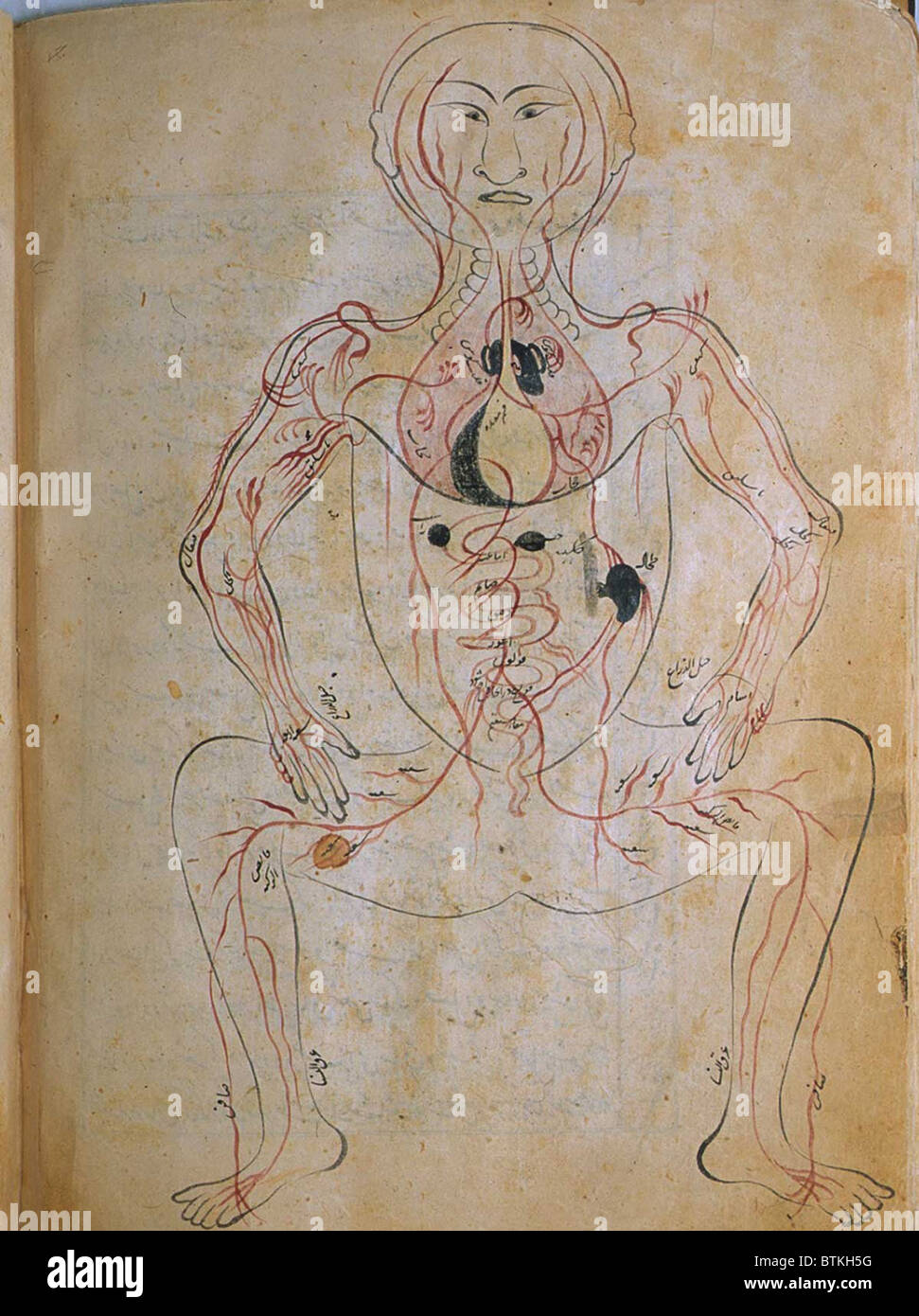 Il sistema venoso umano, da MANSUR'S ANATOMY, creato dal persiano di studioso e di medico, Mansur ibn Ilyas (ca. 1370-1423). La figura viene aspirata frontalmente con gli organi interni indicato in opaco acquerelli. Copia completata da Hasan ibn Ahmad, lavorando in Isfahan, nel 1488. Foto Stock