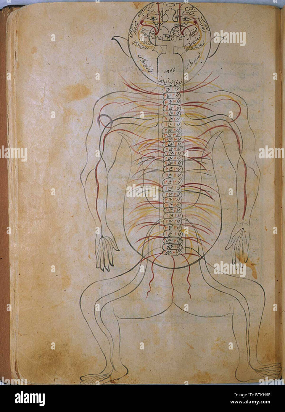 Il sistema nervoso umano, da MANSUR'S ANATOMY, creato dal persiano di studioso e di medico, Mansur ibn Ilyas (ca. 1370-1423). La figura viene prelevato dalla parte posteriore e i nervi indicato in opaco acquerelli. Copia completata da Hasan ibn Ahmad, lavorando in Isfahan, nel 1488. Foto Stock