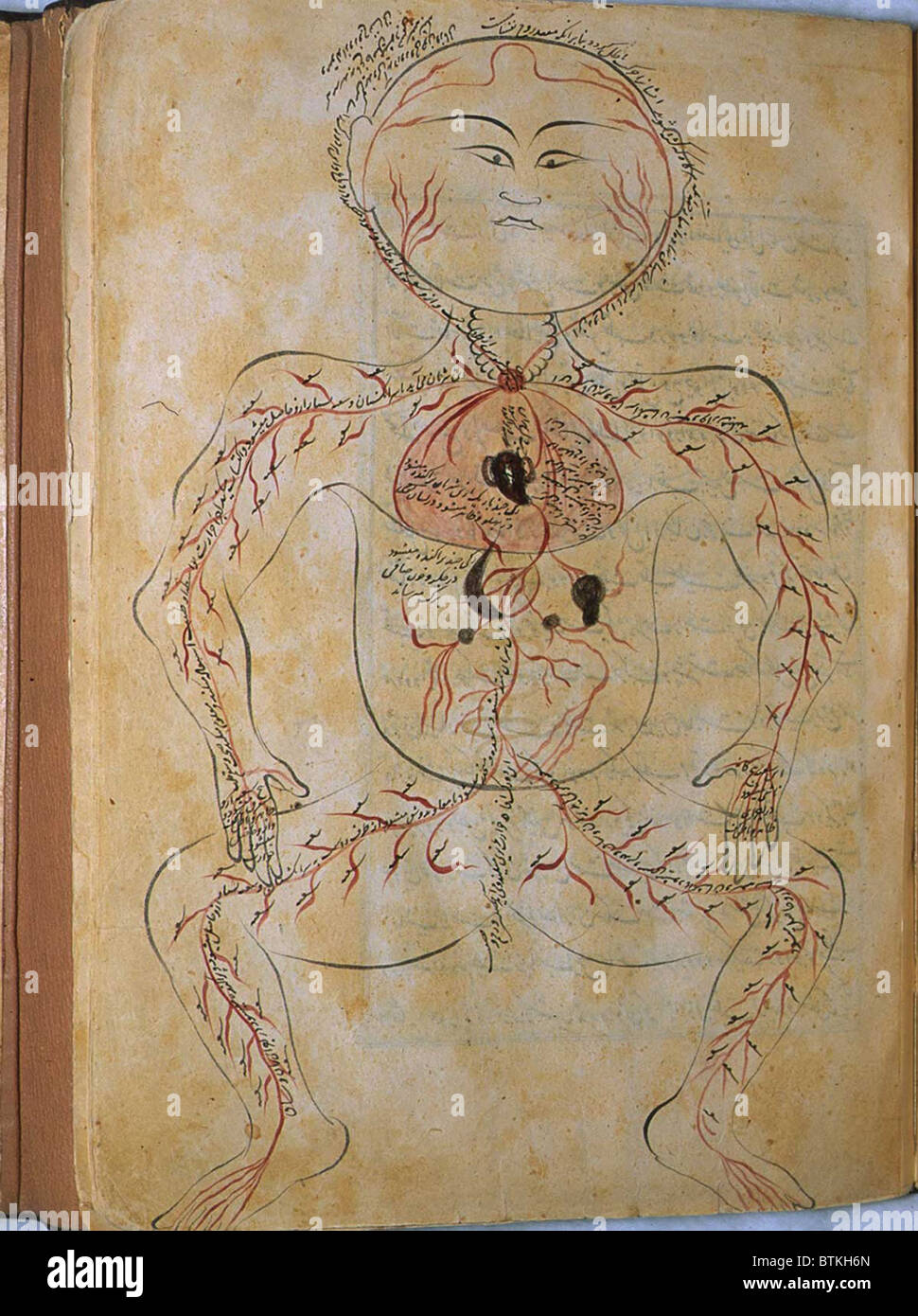 La circolazione umana sistema, da MANSUR'S ANATOMY, creato dal persiano di studioso e di medico, Mansur ibn Ilyas (ca. 1370-1423). Le arterie sono mostrati con gli organi interni indicato in opaco acquerelli. Copia completata da Hasan ibn Ahmad, lavorando in Isfahan, nel 1488. Foto Stock