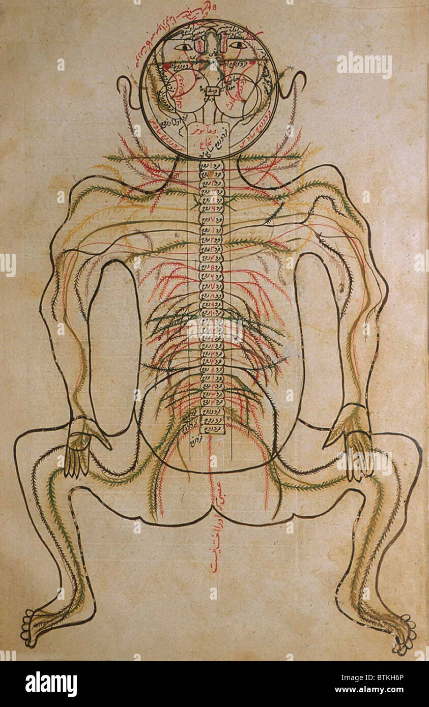 Il sistema nervoso, da MANSUR'S ANATOMY, creato dal persiano di studioso e di medico, Mansur ibn Ilyas (ca. 1370-1423). Il Foto Stock