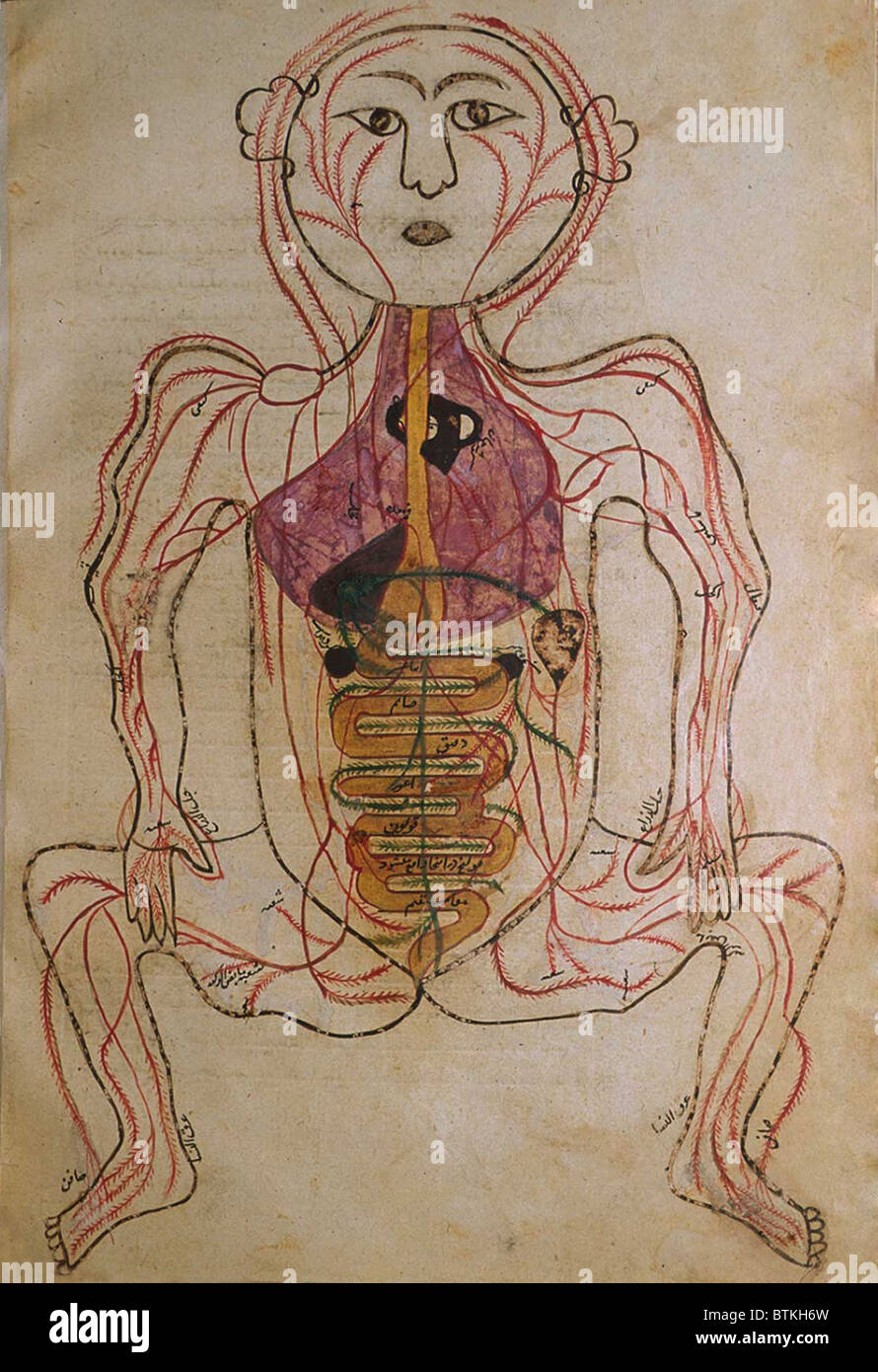 La circolazione umana sistema, da MANSUR'S ANATOMY, creato dal persiano di studioso e di medico, Mansur ibn Ilyas (ca. 1370-1423). Le arterie sono mostrati con gli organi interni indicato in opaco acquerelli. Ca. Xv o inizio del XVI secolo. Foto Stock