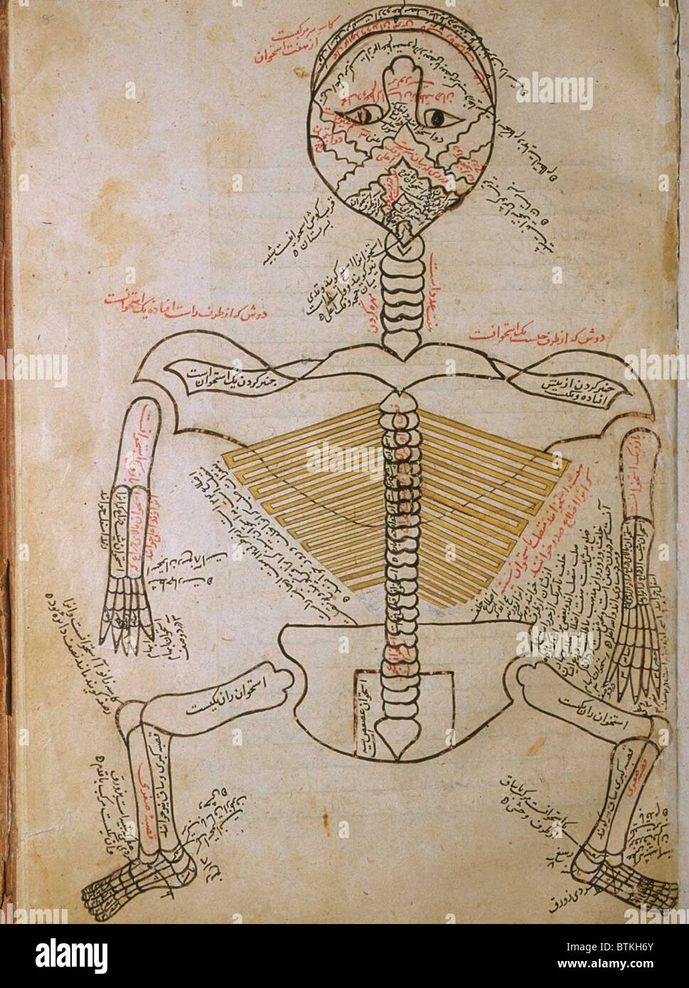 Lo scheletro umano, da MANSUR'S ANATOMY, dal persiano di studioso e di medico, Mansur ibn Ilyas (ca. 1370-1423). Lo scheletro è visto da dietro con la testa hyperextended in modo che la bocca è nella parte superiore della pagina. Ca. Xv o inizio del XVI secolo. Foto Stock