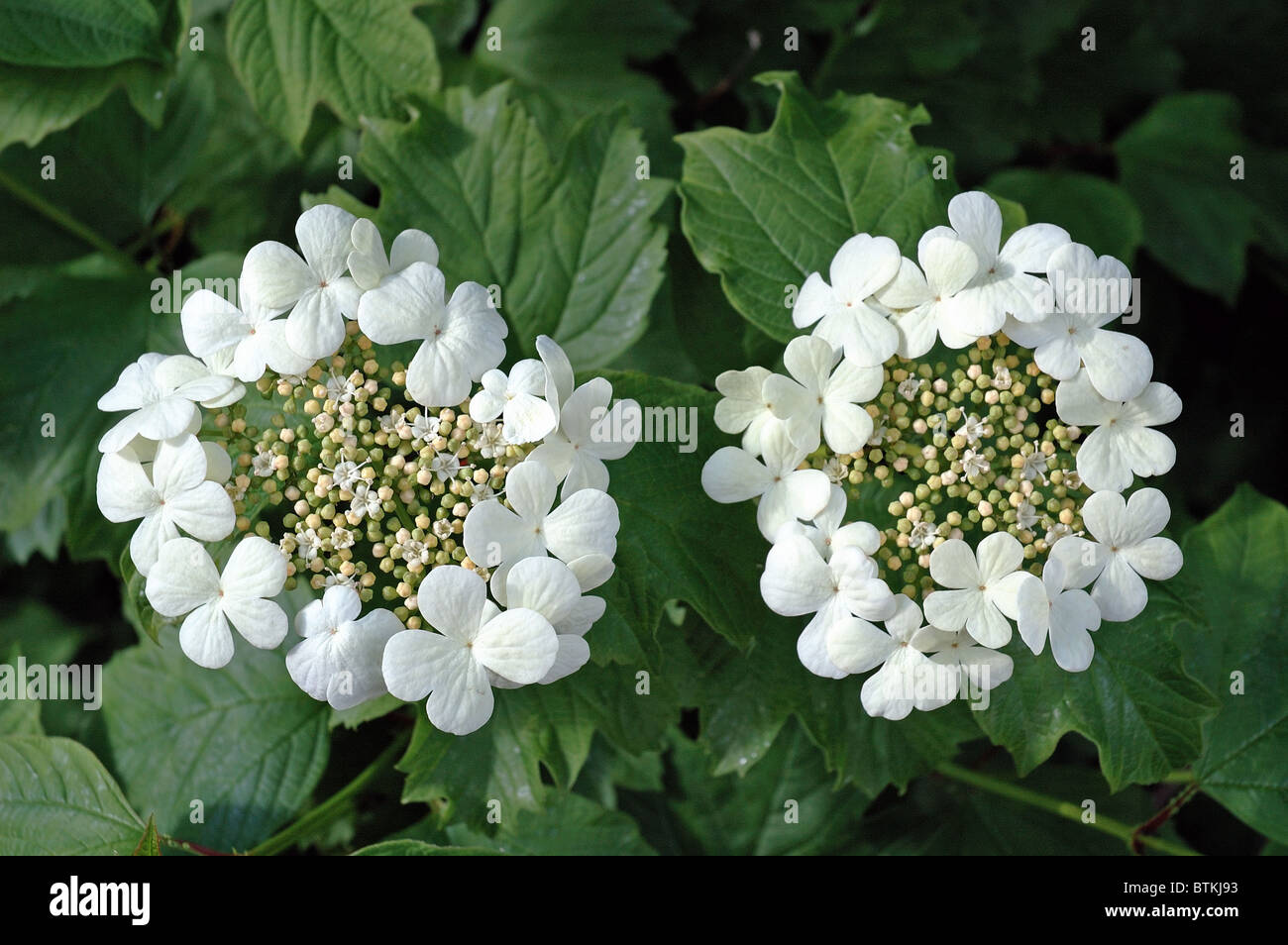 Viburnum opulus viburno Rose in fiore Foto Stock