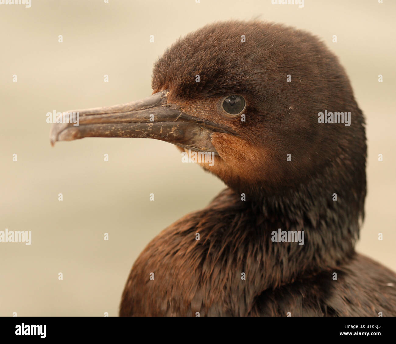 Un ritratto di un Brandt il cormorano. Foto Stock