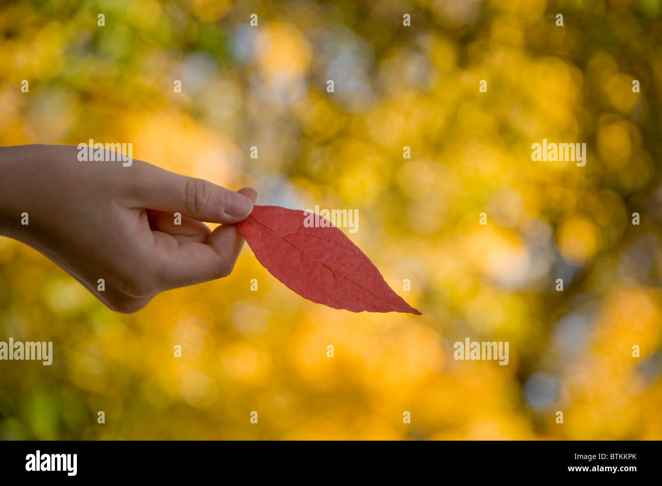 Mano azienda Red Leaf, Autunno caduta stagione, STATI UNITI D'AMERICA Foto Stock