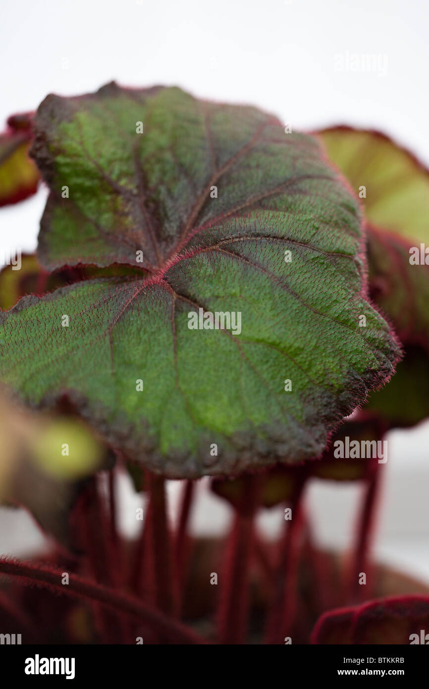 Un primo piano del fogliame di Begonia 'Curly Fireflush' (Rex Begonia) Foto Stock