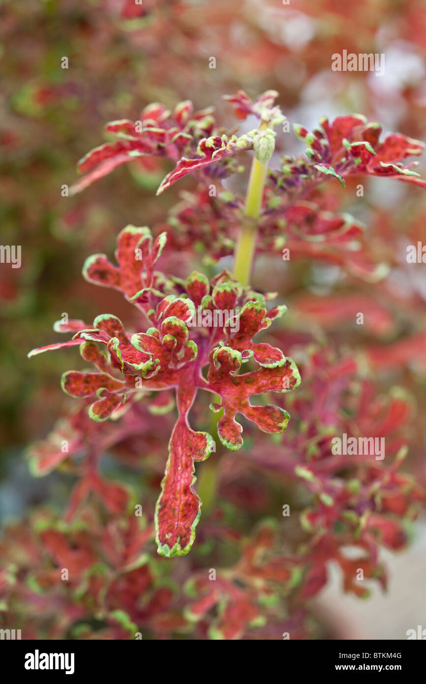 Un primo piano ritratto del bel Coleus 'Coppersmith' Foto Stock