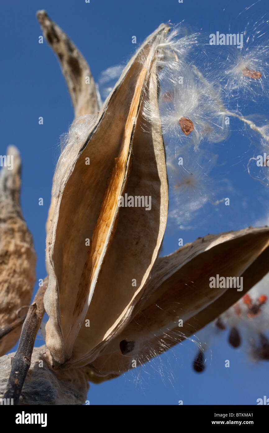 Milkweed comune semi essendo dispersa da pod dal vento Asclepias syriaca USA orientale Foto Stock