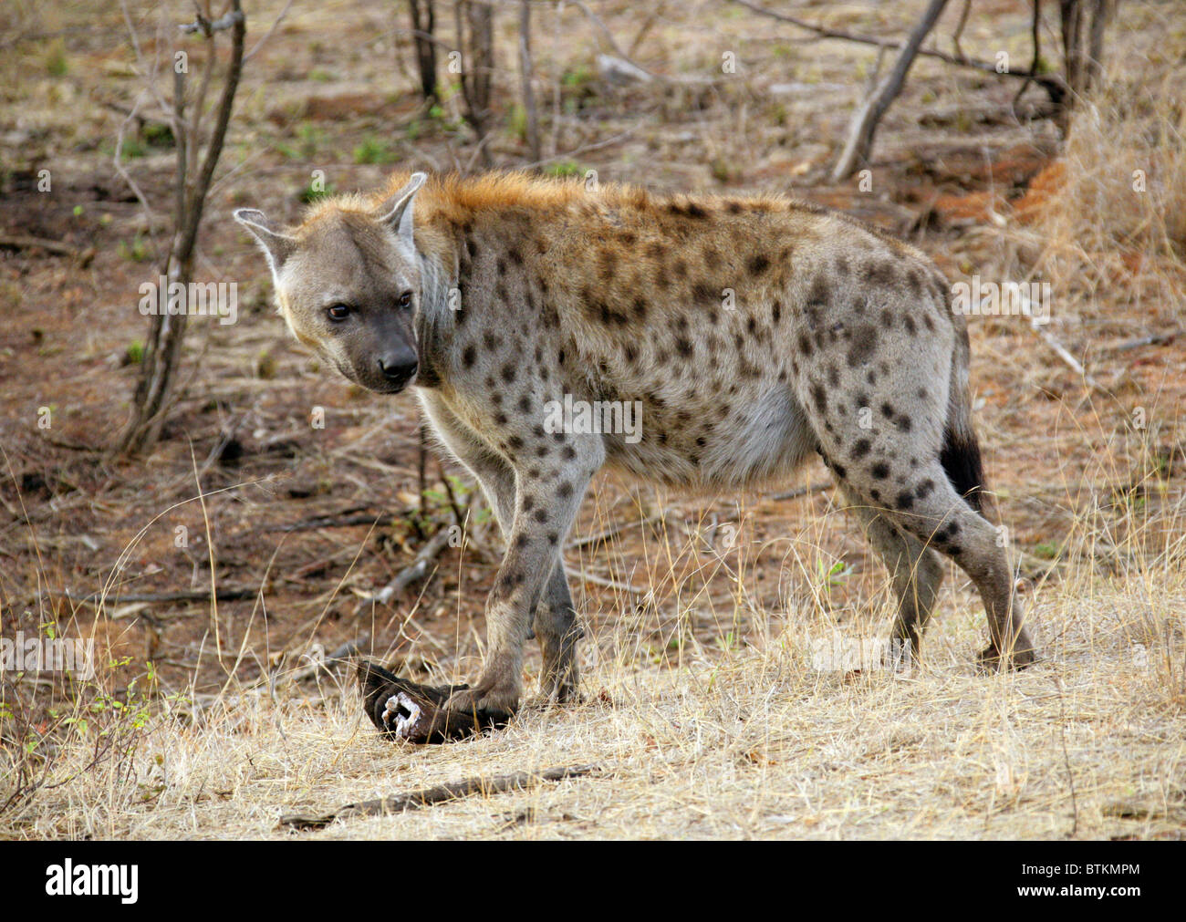 Avvistato iena, o ridere iena, Crocuta crocuta, Hyaenidae. Parco Nazionale di Kruger, Sud Africa. Foto Stock
