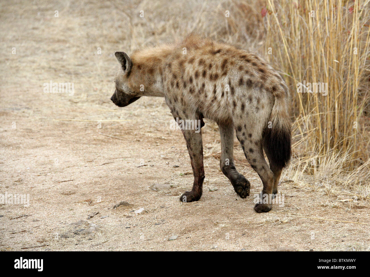 Avvistato iena, o ridere iena, Crocuta crocuta, Hyaenidae. Parco Nazionale di Kruger, Sud Africa. Foto Stock