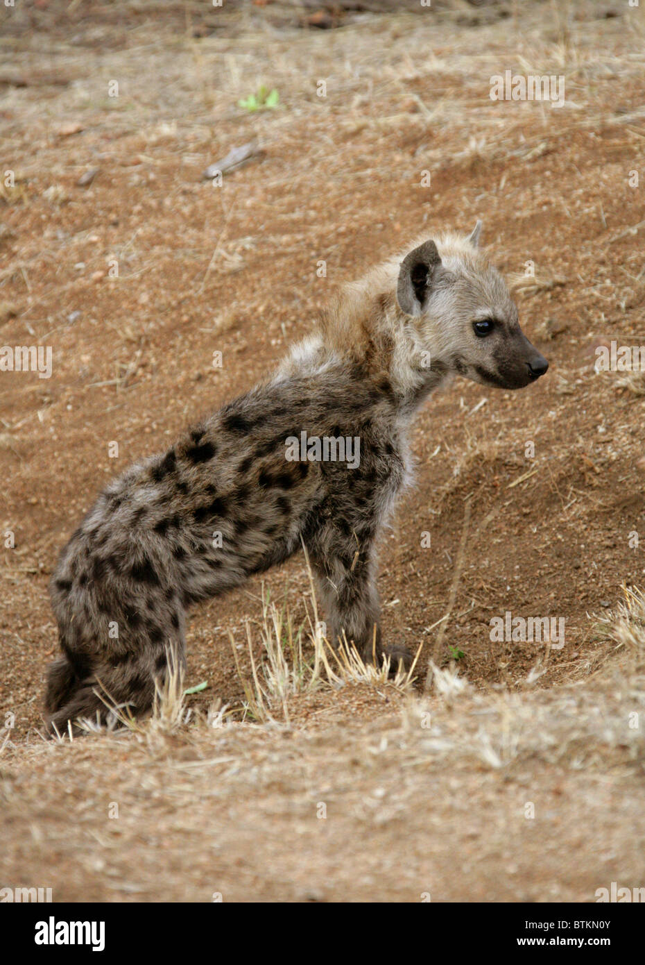 Avvistato iena, o ridere Iena Cub Crocuta crocuta, Hyaenidae. Parco Nazionale di Kruger, Sud Africa. Foto Stock