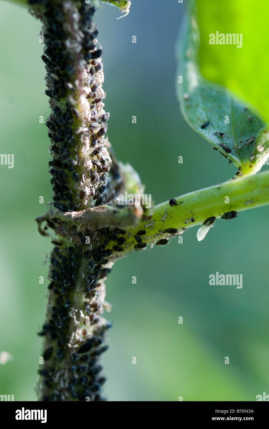 Blackfly sullo stelo di una ampia pianta di fagiolo Foto Stock