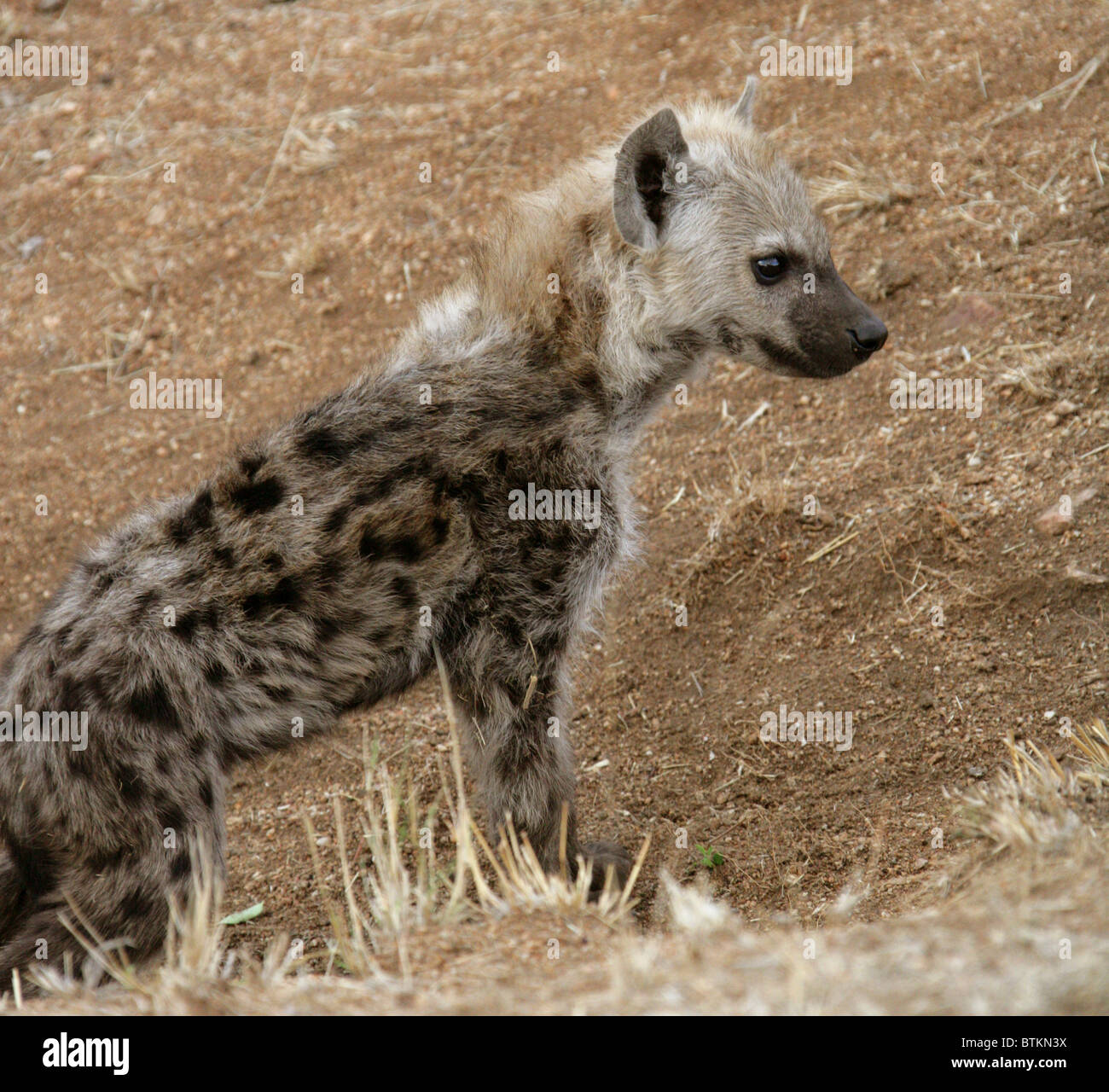 Avvistato iena, o ridere Iena Cub Crocuta crocuta, Hyaenidae. Parco Nazionale di Kruger, Sud Africa. Foto Stock